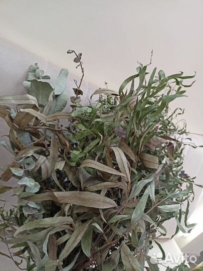 Эвкалиптовый веник для бани