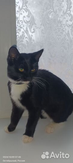 Отдам котенка в добрые руки