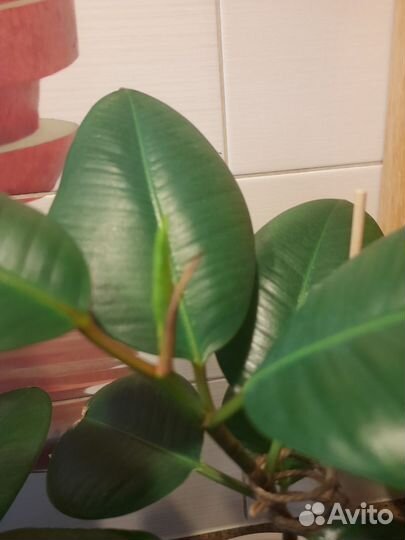 Фикус Эластика
