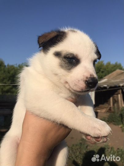 Щенки хаски продам