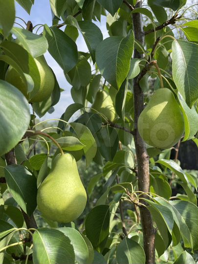 Участок 6 сот. (СНТ, ДНП)