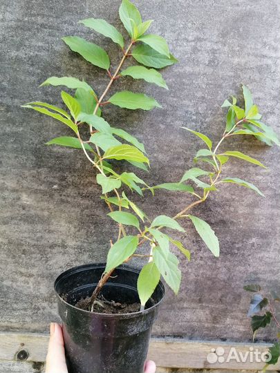 Продам саженцы метельчатых гортензий