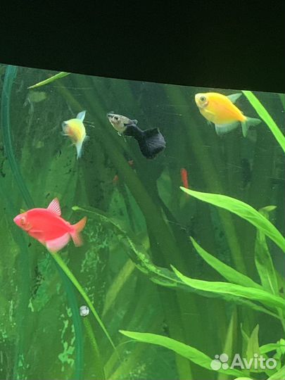 Тернеция гло