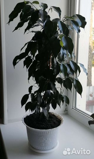 Фикус бенджамина