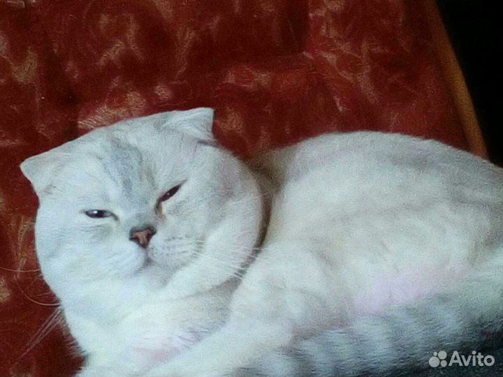 Котейки ,Коты на вязку