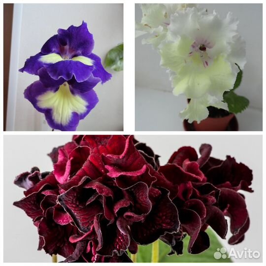 Стрептокарпусы