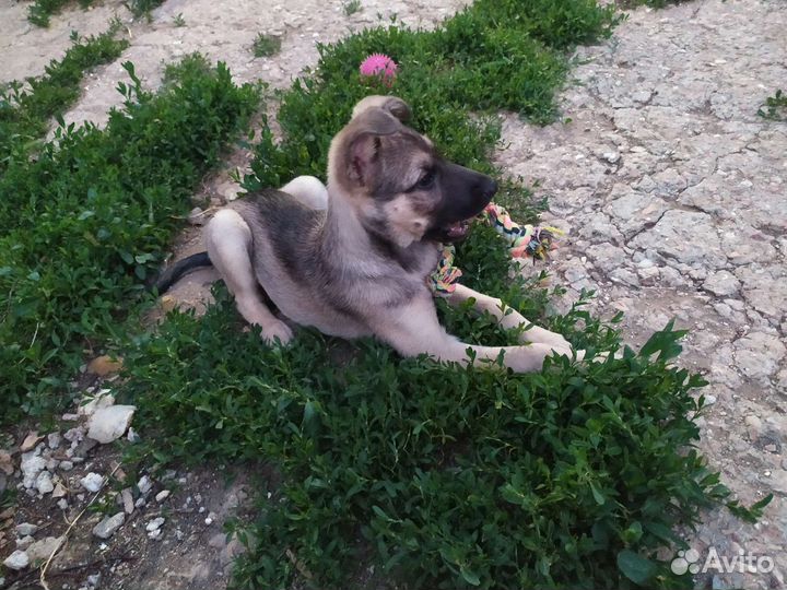 Мини овчарка в добрые руки