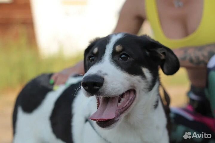 Щенок в добрые руки