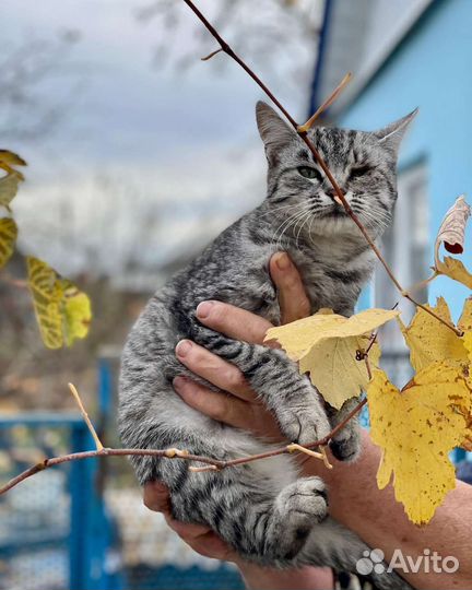 Отдам в добрые руки