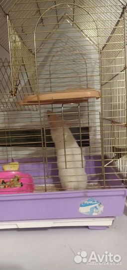 Крыса дамбо девочка