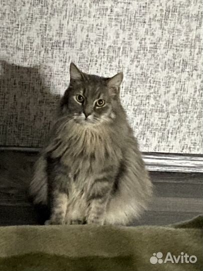 Сибирский кот