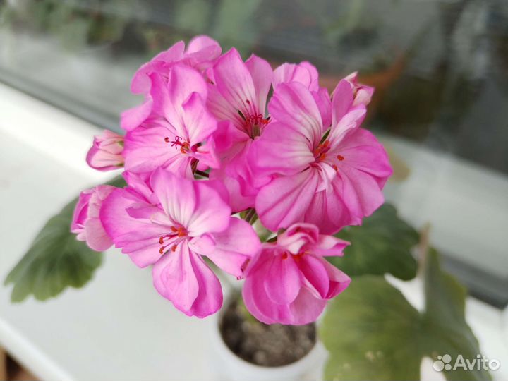 Пеларгония герань