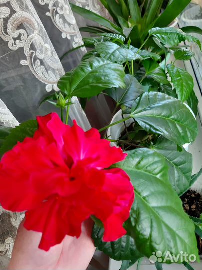 Гибискус китайская роза