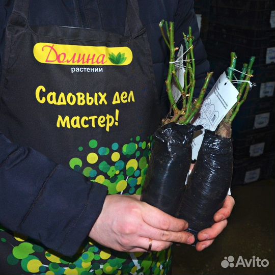 Роза Анушка (1 саженец)