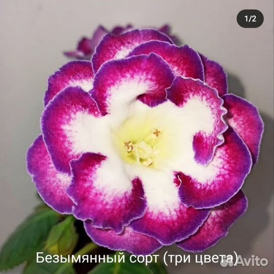 Клубни глоксиний