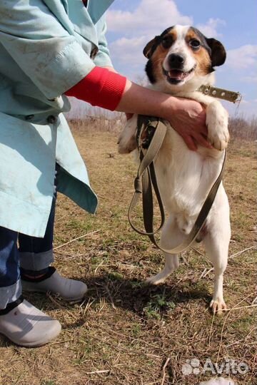 Отдам в добрые руки