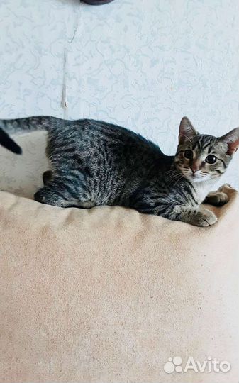 Кот в добрые руки