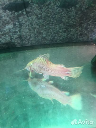 Сом таракатум