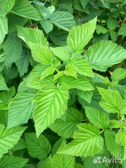 Малиновое дерево Таруса. Саженцы