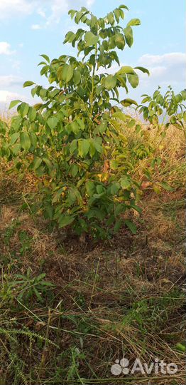 Грецкий орех саженцы