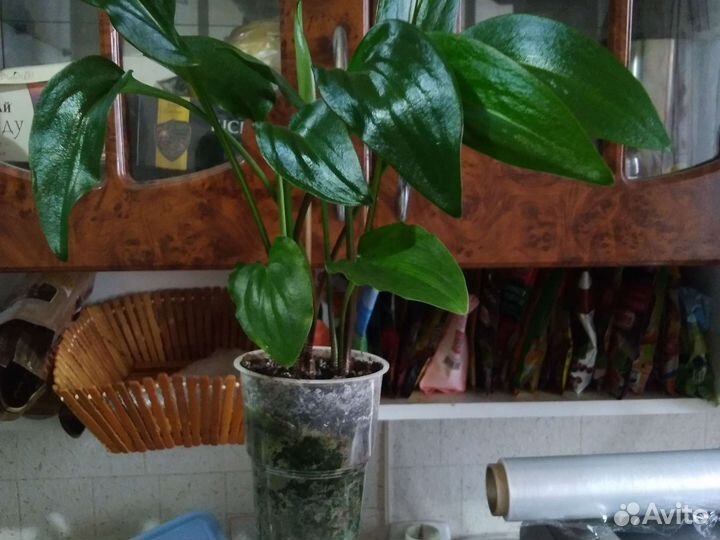 Дендробиум, Толстянка (денежное дерево), фиалка