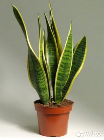 Абутилон красный