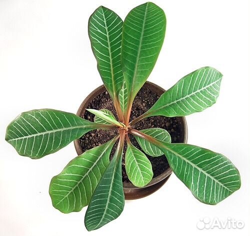 Молочай комнатный