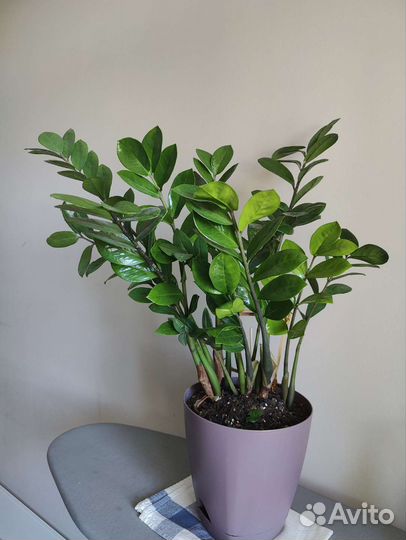 Замиокулькас