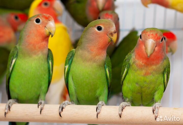 Неразлучник птенцы