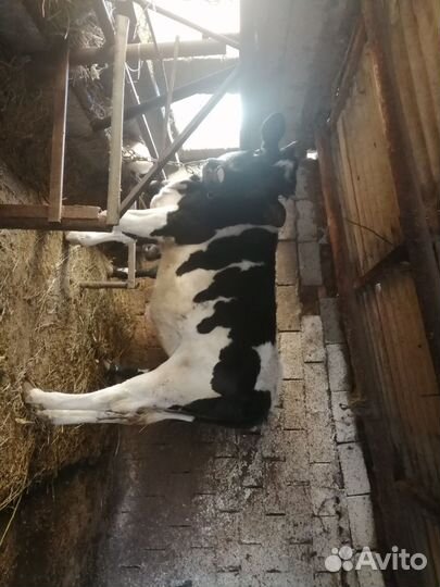 Корова высокоудойная