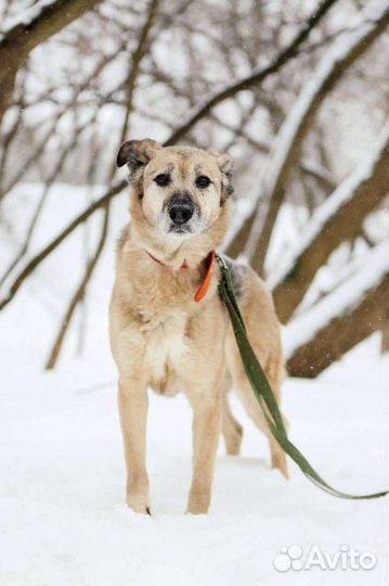 Собака с грустными глазами