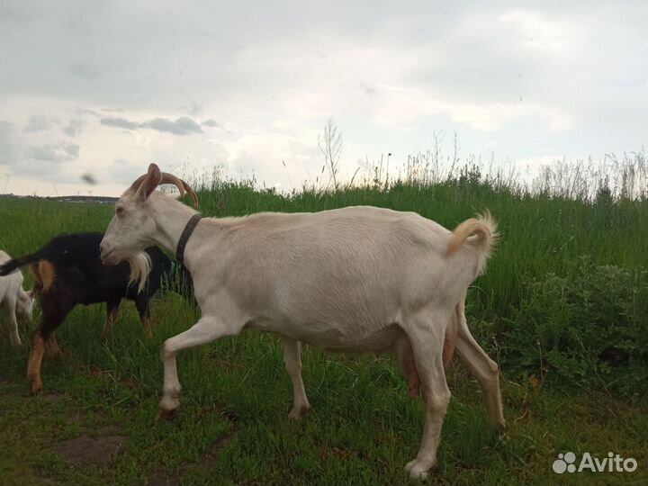 Дойные козы и козлята