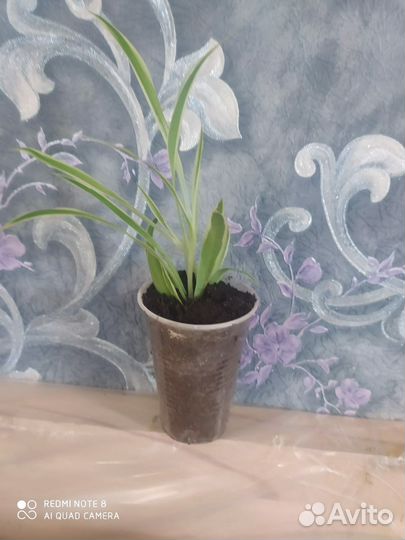 Хлорофитум