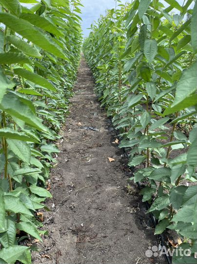 Саженцы черешни