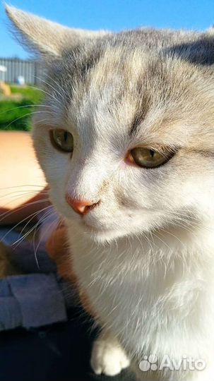Отдаю кошку,девочка, 3 года