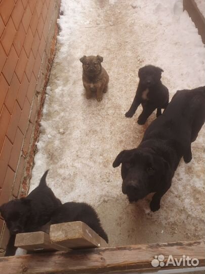 Собака в добрые руки отдам бесплатно