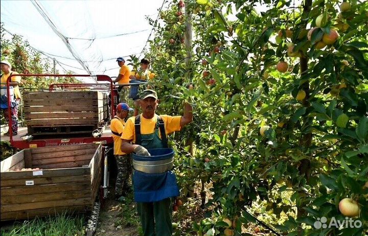 Работник по сборке яблок с проживанием