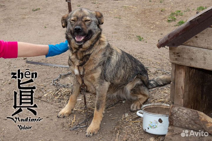 Пупся ищет семью
