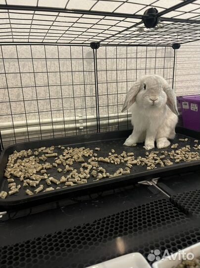 Кролик с клеткой