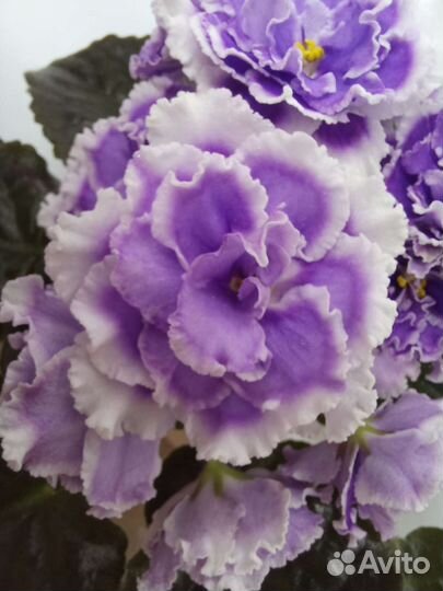 Фиалки (сенполии)