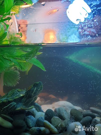 Красноухая черепаха с аквариумом