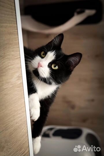 Кот в добрые руки