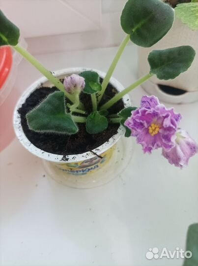 Фиалки цветущие в горшке