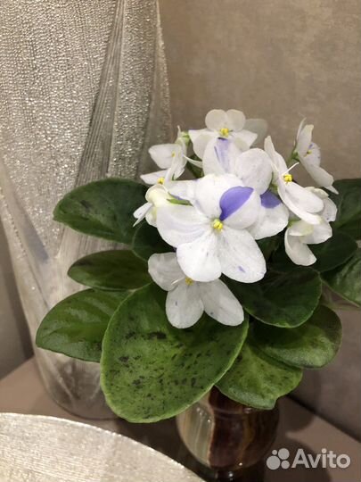 Детки сортовых фиалок