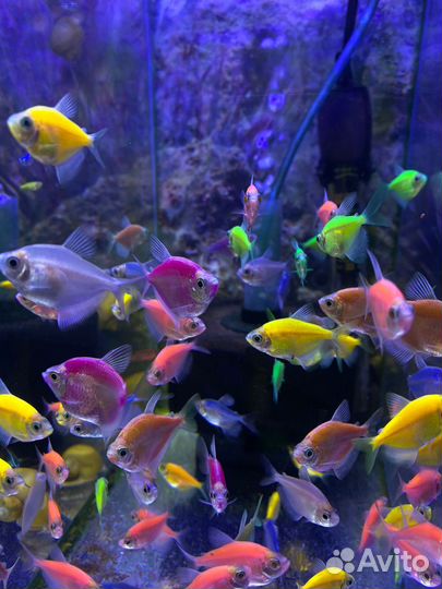 Аквариумные рыбки