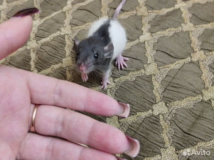 Крысята Дамбо