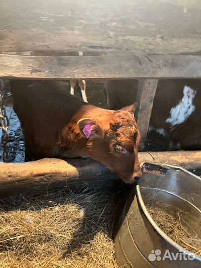 Телята бычки племенные с доставкой