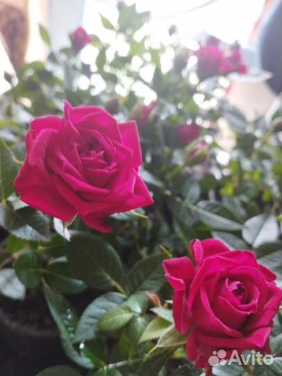 Бордюрные розы зкс