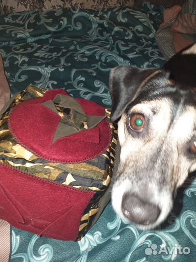 Поисково- нюхательный коврик