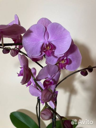 Орхидея фаленопсис стандарт